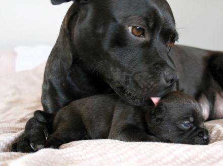 Staffordshire Bullterrier Welpen