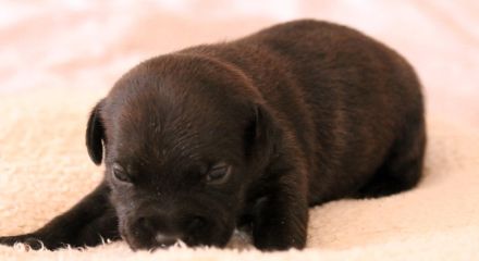 Staffordshire Bullterrier Welpen