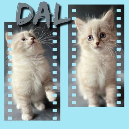 Reinrassige Neva Masquarade Kitten