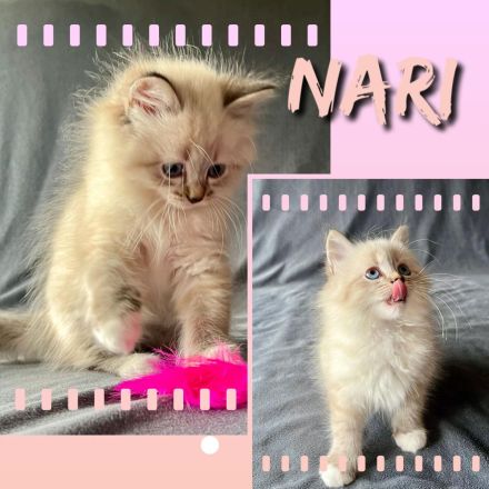 Reinrassige Neva Masquarade Kitten