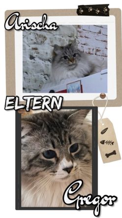 Reinrassige Neva Masquarade Kitten