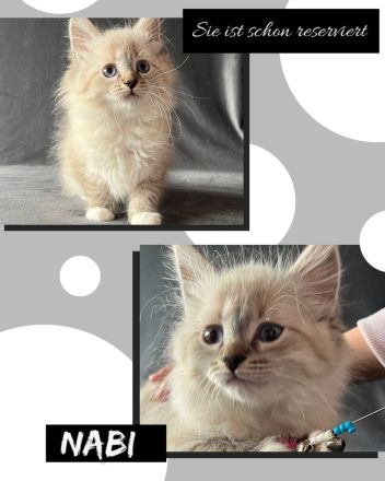 Reinrassige Neva Masquarade Kitten