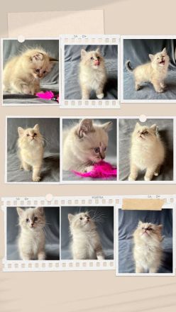 Reinrassige Neva Masquarade Kitten