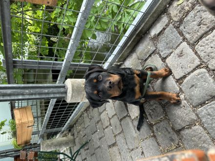 Rottweiler Welpe