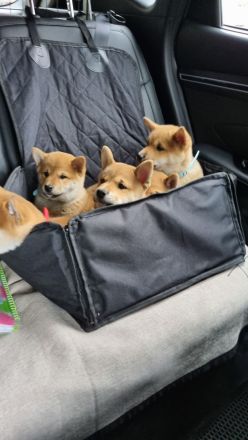 Shiba inu welpen