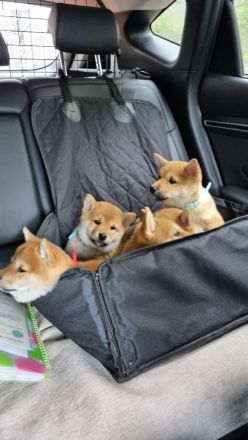 Shiba inu welpen