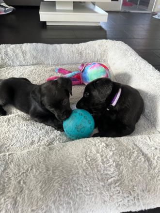 Labrador Welpen