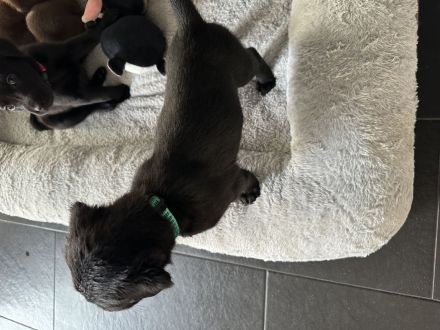 Labrador Welpen
