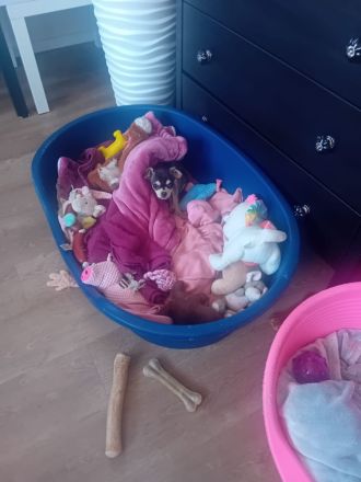 Chihuahua Husky reinrassig , Blue Tan Husky kurzhaar, 16 Wochen, männlich