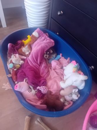 Chihuahua Husky reinrassig , Blue Tan Husky kurzhaar, 16 Wochen, männlich