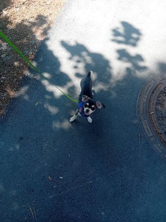 Chihuahua Husky reinrassig , Blue Tan Husky kurzhaar, 16 Wochen, männlich