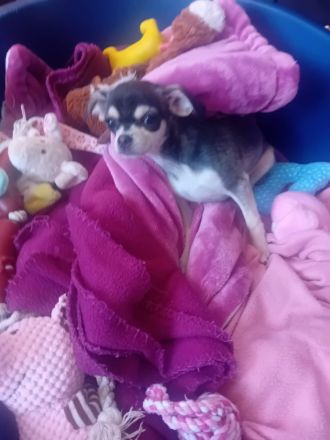 Chihuahua Husky reinrassig , Blue Tan Husky kurzhaar, 16 Wochen, männlich