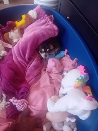 Chihuahua Husky reinrassig , Blue Tan Husky kurzhaar, 16 Wochen, männlich