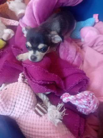 Chihuahua Husky reinrassig , Blue Tan Husky kurzhaar, 16 Wochen, männlich