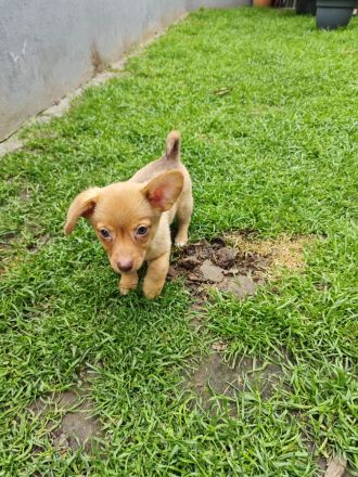 Zwergdackel Pomeranianwelpe