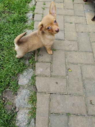 Zwergdackel Pomeranianwelpe