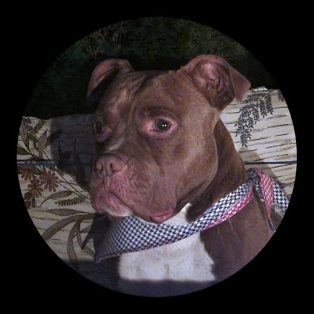 Amstaff Mix rüde sucht neues zuhause