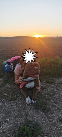 Amstaff Mix rüde sucht neues zuhause