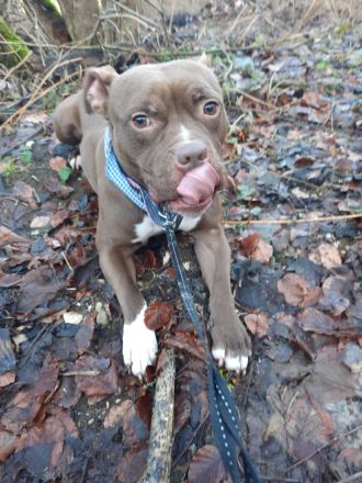 Amstaff Mix rüde sucht neues zuhause