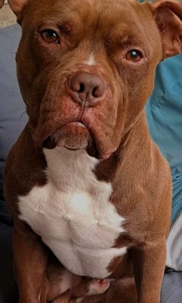 Amstaff Mix rüde sucht neues zuhause