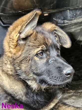 Schäferhundwelpen aus 100% DDR Linien