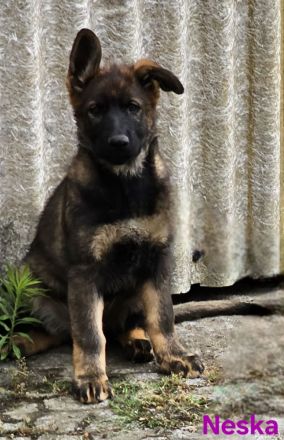 Schäferhundwelpen aus 100% DDR Linien