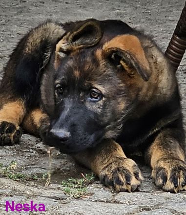 Schäferhundwelpen aus 100% DDR Linien