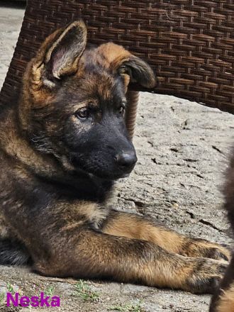 Schäferhundwelpen aus 100% DDR Linien