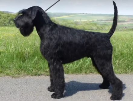 Riesenschnauzerwelpen, schwarz