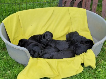 Riesenschnauzerwelpen, schwarz