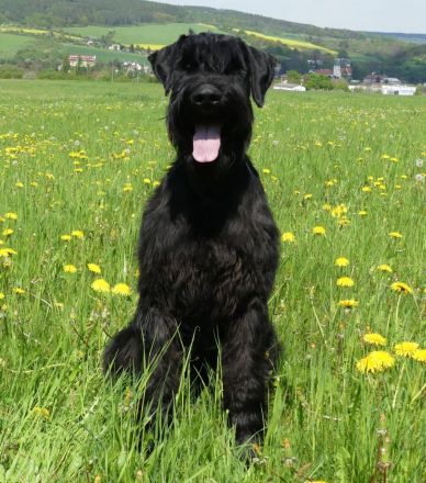 Riesenschnauzerwelpen, schwarz