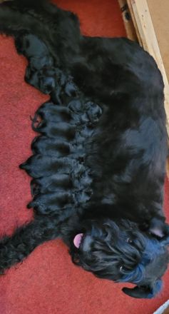 Riesenschnauzerwelpen, schwarz