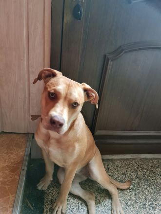 Ella sucht dringend ein neues Zuhause