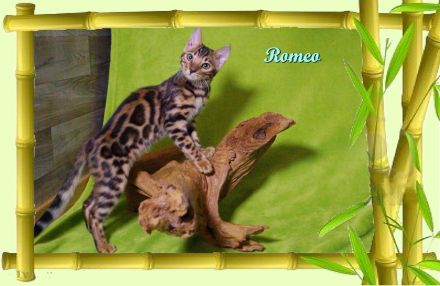Romeo, wunderschöner, exklusiver unkastrierter Bengal Kater,