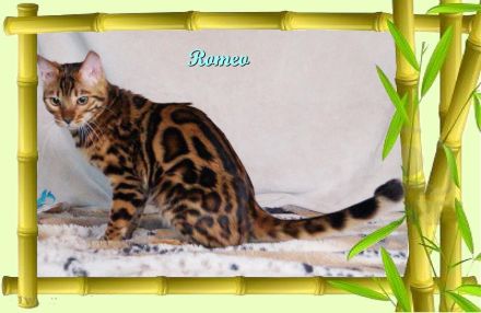 Romeo, wunderschöner, exklusiver unkastrierter Bengal Kater,