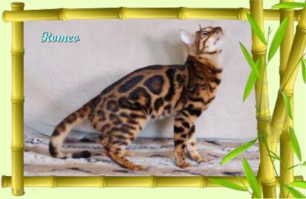 Romeo, wunderschöner, exklusiver unkastrierter Bengal Kater,