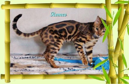 Romeo, wunderschöner, exklusiver unkastrierter Bengal Kater,