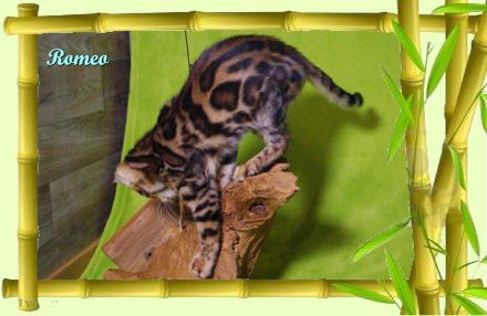 Romeo, wunderschöner, exklusiver unkastrierter Bengal Kater,