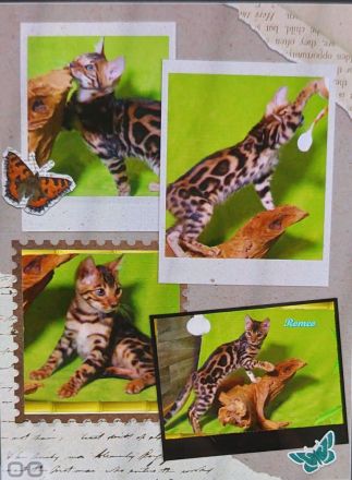 Romeo, wunderschöner, exklusiver unkastrierter Bengal Kater,