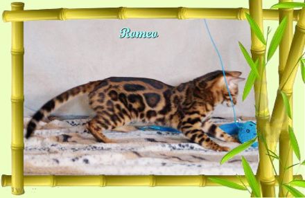 Romeo, wunderschöner, exklusiver unkastrierter Bengal Kater,