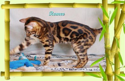 Romeo, wunderschöner, exklusiver unkastrierter Bengal Kater,