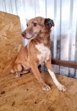 Lola, unsicher und ängstlich