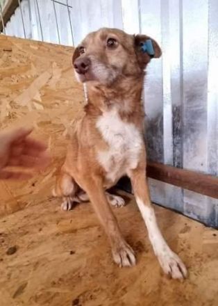 Lola, unsicher und ängstlich