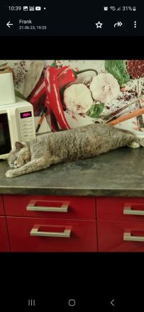 Britisch kurzhaar katze