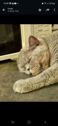 Britisch kurzhaar katze