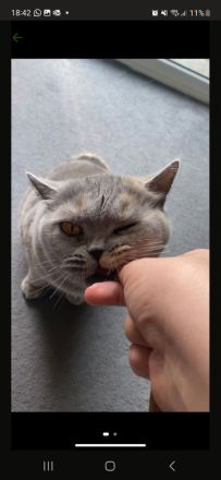 Britisch kurzhaar katze