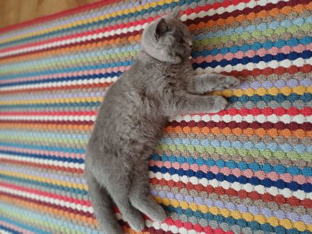 Britisch kurzhaar kitten