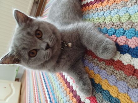 Britisch kurzhaar kitten