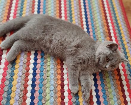 Britisch kurzhaar kitten