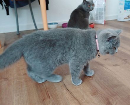 Britisch kurzhaar kitten